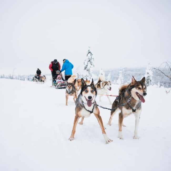 Rovaniemi: Self-Driving Husky Tour 7-kilometers - Safety and sled control: what to expect during the run