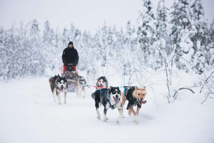 Rovaniemi: Self-Driving Husky Tour 7-kilometers - Where you meet: Santa Claus Village vs central Rovaniemi