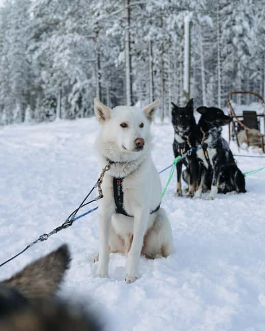 Rovaniemi: Small group Adults-Only 12-18km Husky Tour - Key highlights you can plan around