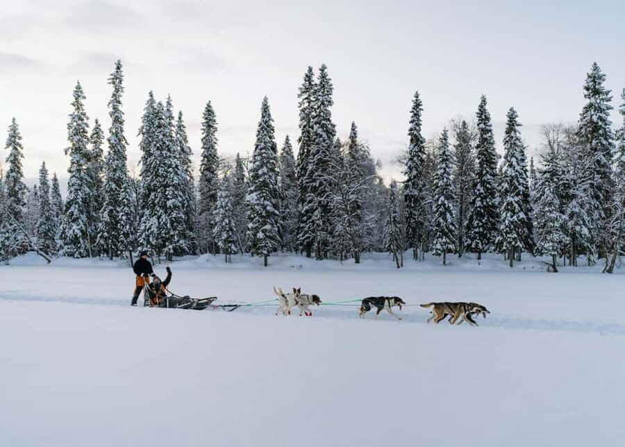 Rovaniemi: Small group Adults-Only 12-18km Husky Tour - Your 12 to 18 km ride: snowy forest, frozen lakes, and hands-on control