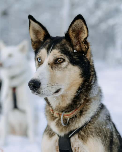 Rovaniemi: Small group Adults-Only 12-18km Husky Tour - What to bring (and what to skip) for a smoother day