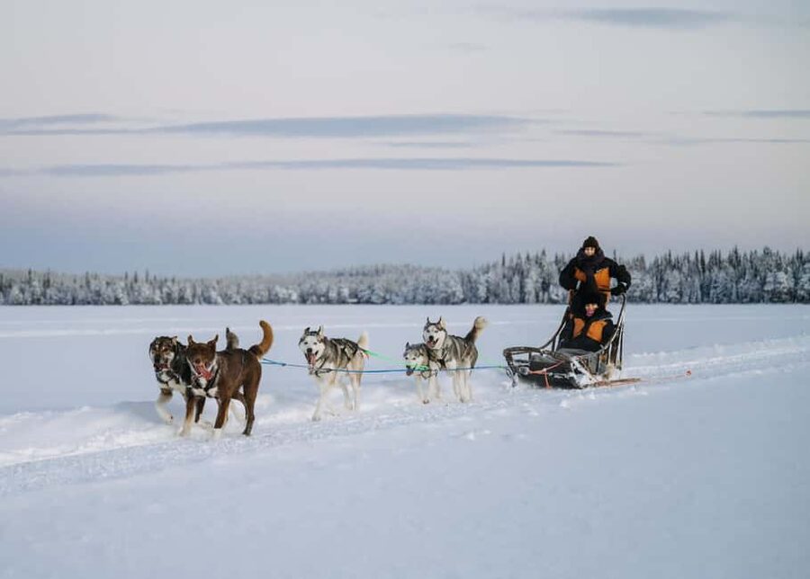Rovaniemi: Small group Adults-Only 12-18km Husky Tour - Bearhill Husky kennel: modern facilities and real daily-dog context