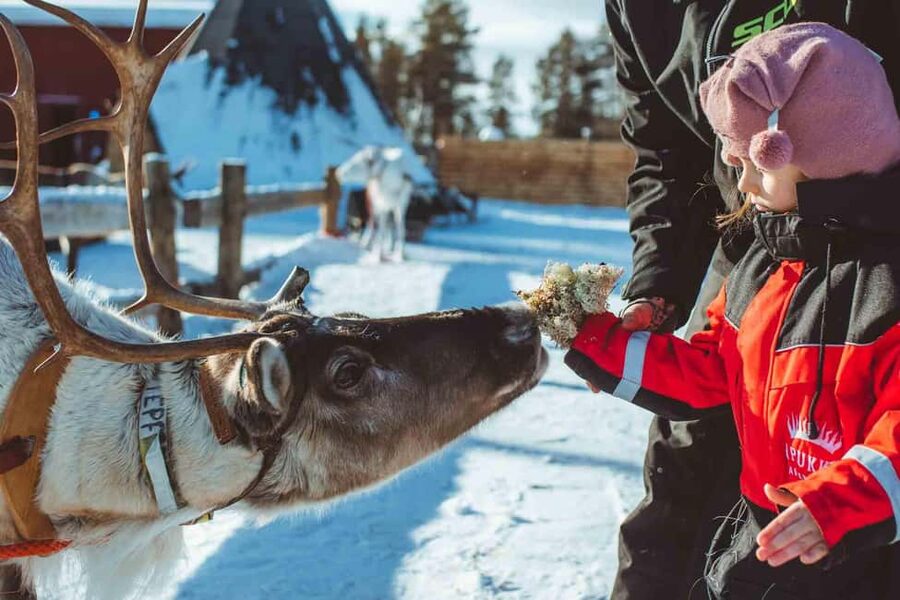 Rovaniemi: Snow Tour with Huskies, Reindeer, & Mini Scooters - Key Highlights You’ll Feel Immediately