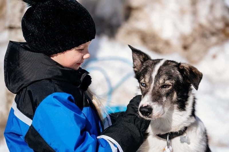 Rovaniemi: Snow Tour with Huskies, Reindeer, & Mini Scooters - Huskies Up Close: The 500m Safari and Petting Time