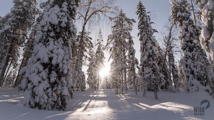 Rovaniemi: Snowmobile Safari into the Arctic Circle Forest - Price and value: is $150 per person worth it?