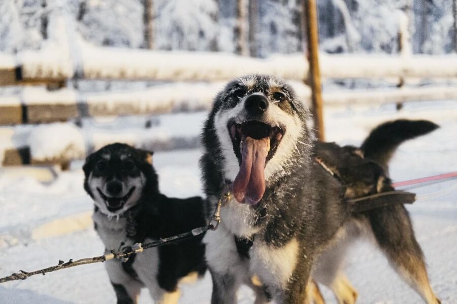 Rovaniemi: Snowmobile Safari, Reindeer & Husky Sleigh Ride - Who This Tour Suits Best, and Who Should Look Elsewhere