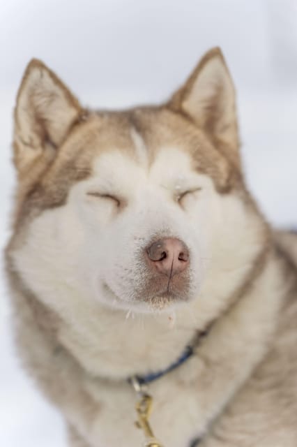 Rovaniemi: Snowmobile Safari, Reindeer & Husky Sleigh Ride - Huskies and Reindeer Sleigh Rides: The Animal Time Part