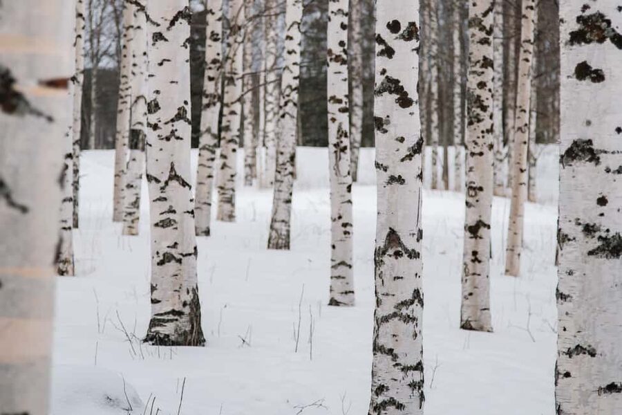 Rovaniemi: Snowshoeing in the Arctic Wilderness - What you need to bring, and who should skip this one