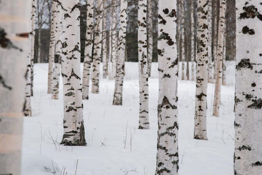 Rovaniemi: Snowshoeing in the Arctic Wilderness - Should you book this snowshoe and campfire experience?