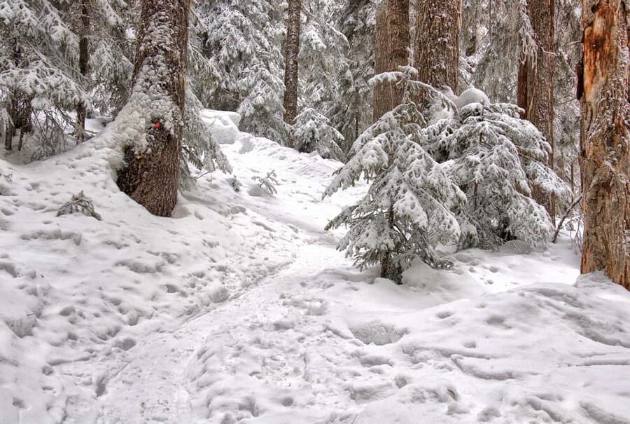 Rovaniemi: Snowshoeing Tour with Wild Lunch and Hotel Pickup - Price and value at around $83 per person