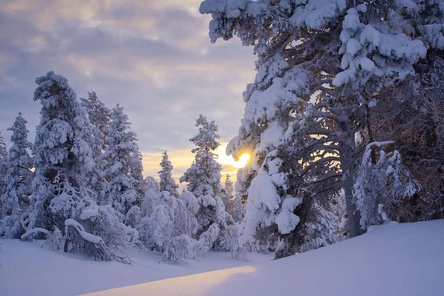 Rovaniemi: Snowy Forest Like in the Movies 3 Hour Tour - Movie-White Trees Near Rovaniemi: Why This Feels Different