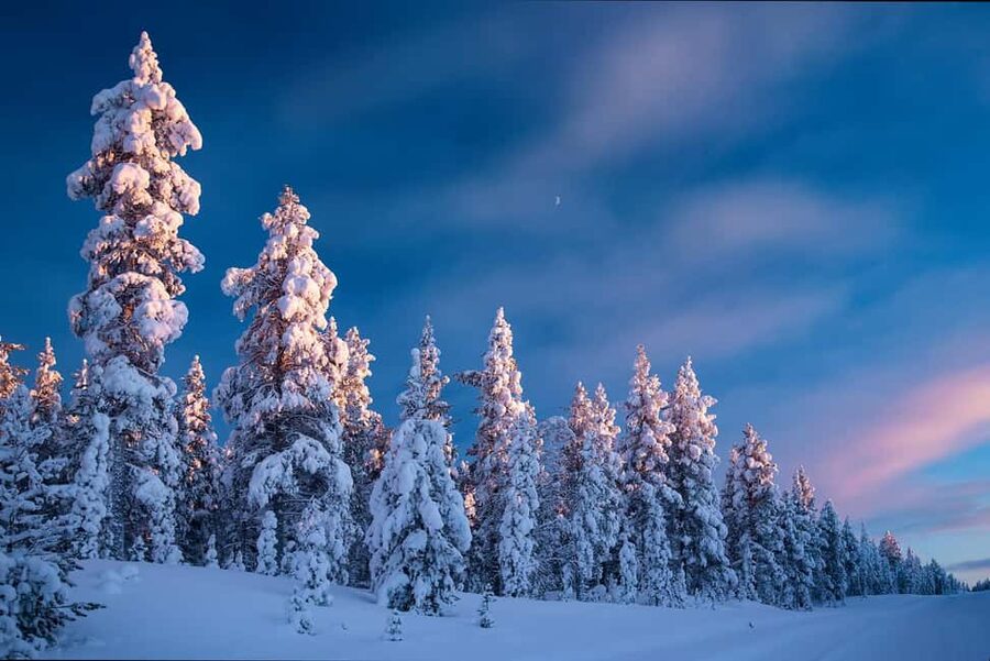Rovaniemi: Snowy Forest Like in the Movies 3 Hour Tour - Warm SUV, Quiet Roads, and a Small-Group Vibe