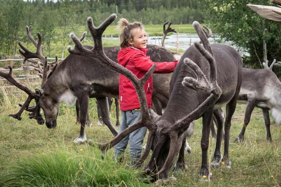 Rovaniemi: Summer/Autumn Reindeer Farm Experience - Key things that make this reindeer farm experience worth your time