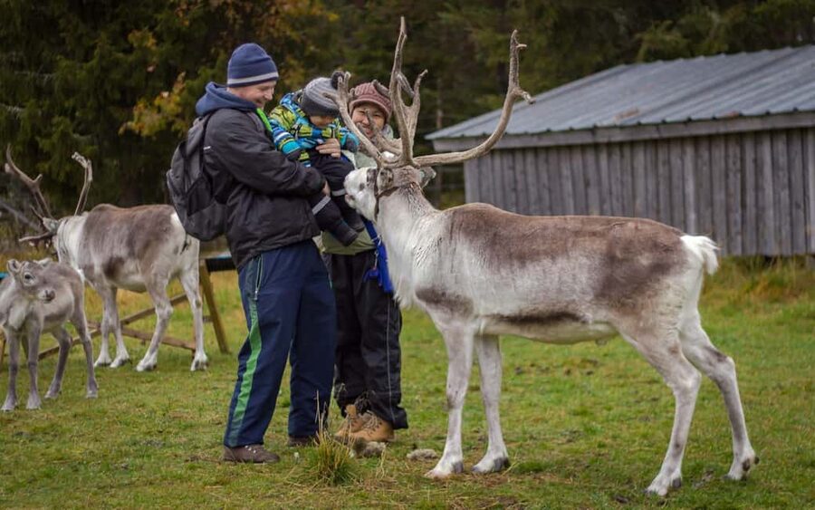 Rovaniemi: Summer/Autumn Reindeer Farm Experience - Why a summer or autumn reindeer farm visit hits different in Lapland