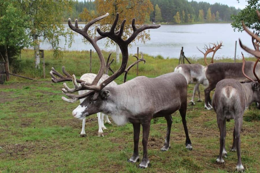 Rovaniemi: Summer/Autumn Reindeer Farm Experience - Entering the reindeer farm: greeting the herder and setting the tone