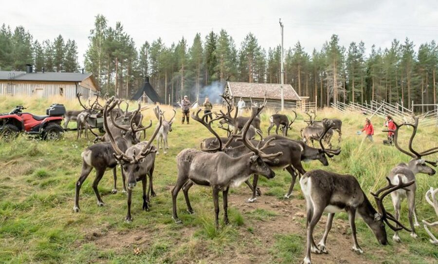 Rovaniemi: Summer Reindeer Farm Experience - Key Highlights To Know Before You Go