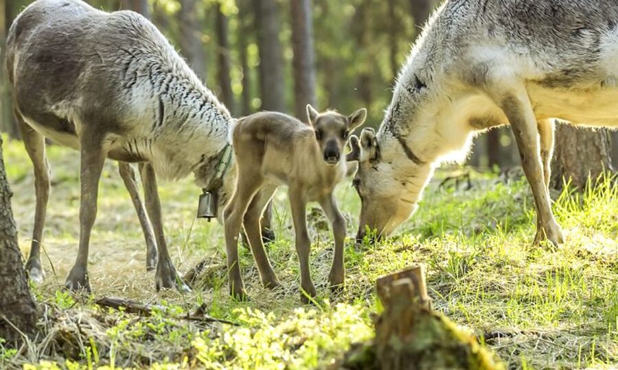 Rovaniemi: Summer Reindeer Farm Experience - Rovaniemi Pickup And The Summer Drive To The Reindeer Farm