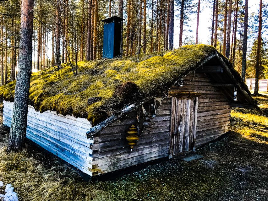 Rovaniemi: Summer Reindeer Farm Experience - Feeding Reindeer In Summer: What You’ll Actually Get To Do