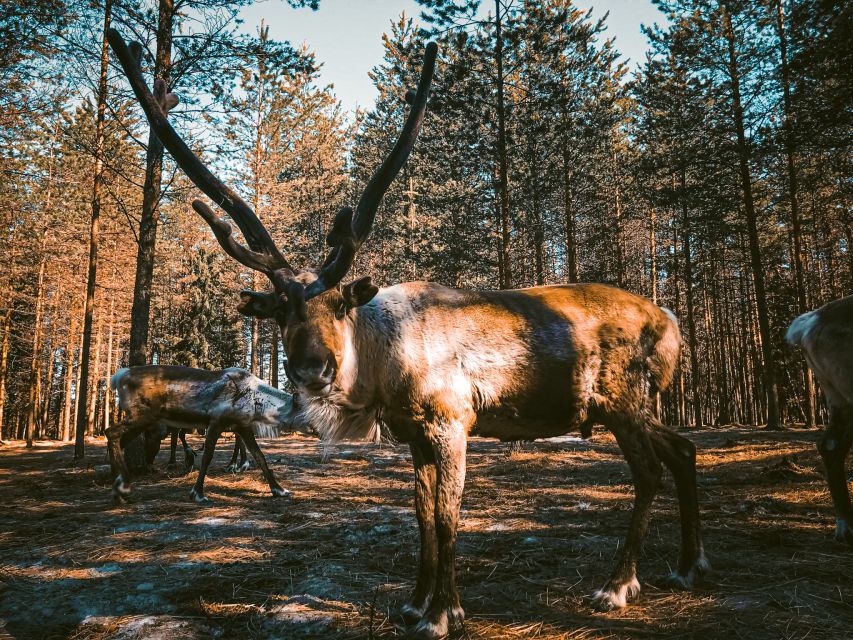 Rovaniemi: Summer Reindeer Farm Experience - Small Group Up To 9, Multilingual Guides, And A Better Conversation