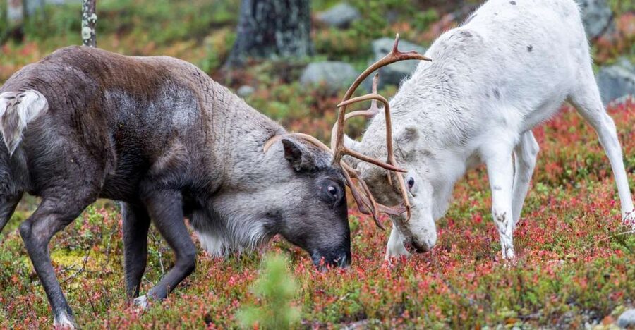 Rovaniemi: Summer Reindeer Farm Experience - Meeting The Herder At A Real Lapland Reindeer Farm