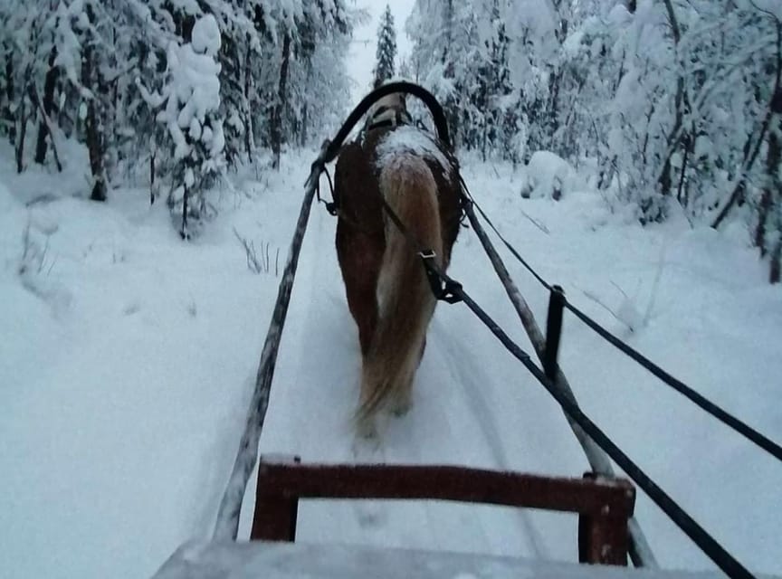 Rovaniemi: Traditional Finnhorse Sleigh Ride at SCV (3km) - What it costs, and whether $76 is good value
