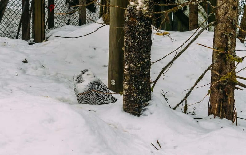 Rovaniemi: Trip to Ranua Zoo with Tickets - Key things to know before you go