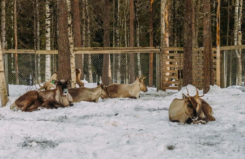 Rovaniemi: Trip to Ranua Zoo with Tickets - Why Ranua Zoo works so well as a Rovaniemi day plan