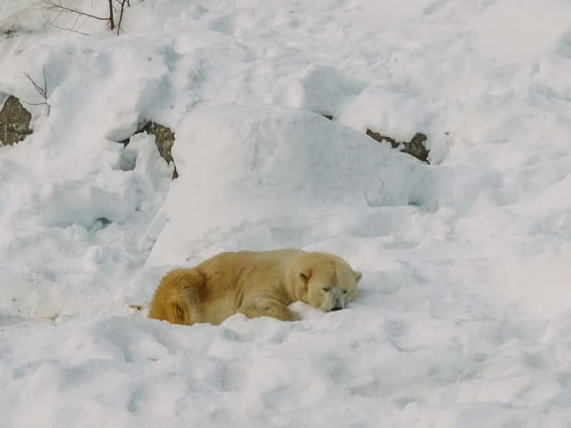 Rovaniemi: Trip to Ranua Zoo with Tickets - Winter viewing strategy: what to wear and how to handle quiet exhibits