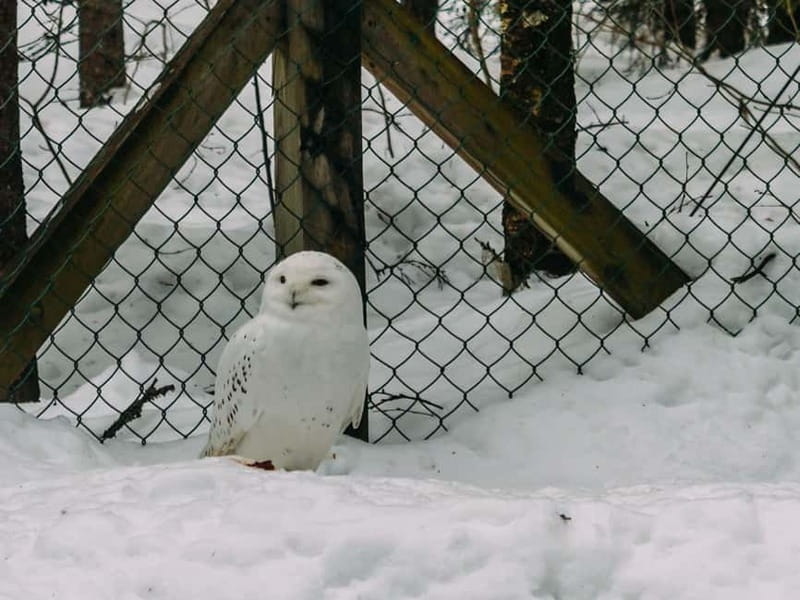Rovaniemi: Trip to Ranua Zoo with Tickets - Price and value: is $116 per person a smart buy?