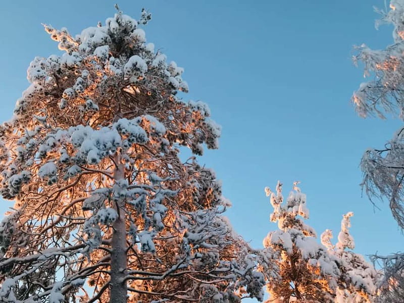 Rovaniemi: Trip to Ranua Zoo with Tickets - Should you book Ranua Zoo tickets with this Rovaniemi transfer?