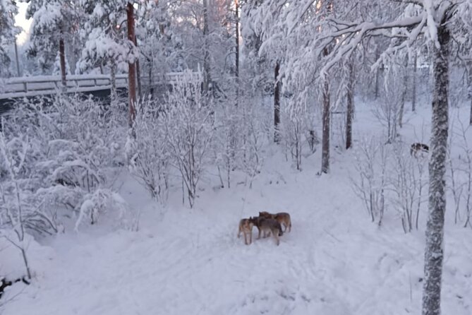 Rovaniemi: Trip to Ranua Zoo with Tickets Included - Lunch and Fazer Chocolate Stops: Planning Your Warm-Up