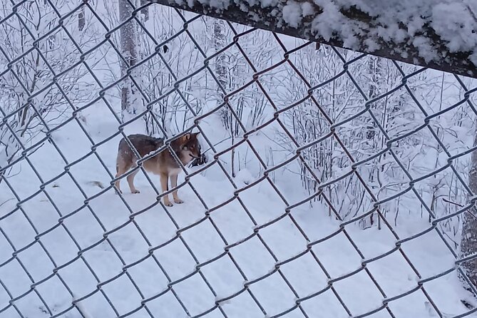 Rovaniemi: Trip to Ranua Zoo with Tickets Included - Price and Value: How $120.15 Works for Your Day