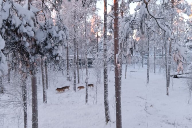 Rovaniemi: Trip to Ranua Zoo with Tickets Included - The Drive and the Small-Group Comfort