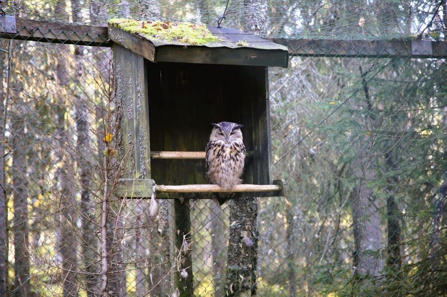 Rovaniemi: trip to the Ranua Zoo (transportation, tickets) - Families and kids: why the visit works with children