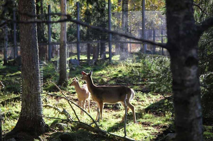 Rovaniemi: trip to the Ranua Zoo (transportation, tickets) - Who this Ranua Zoo trip is best for