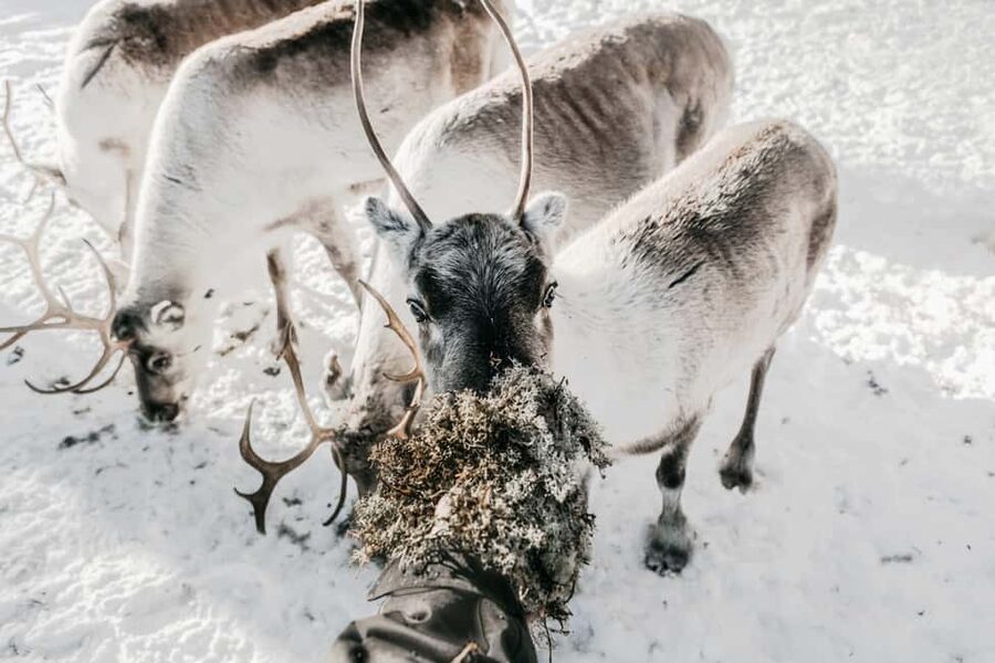 Rovaniemi: Visit to Santa's reindeer farm with reindeer ride - A 500 meter reindeer sleigh ride that actually fits the cold