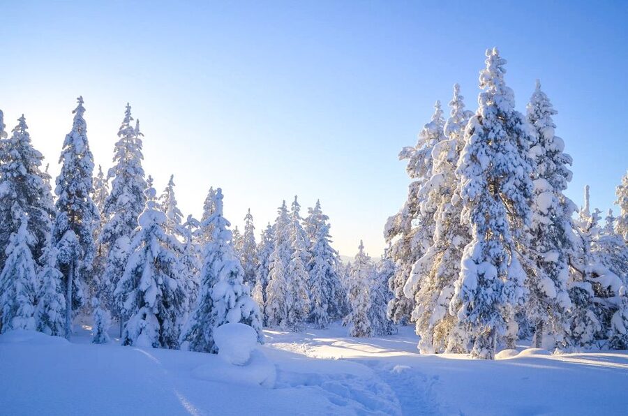 Rovaniemi: Wilderness Tour - Winter Walk: Reading Animal Footprints in Lapland Snow