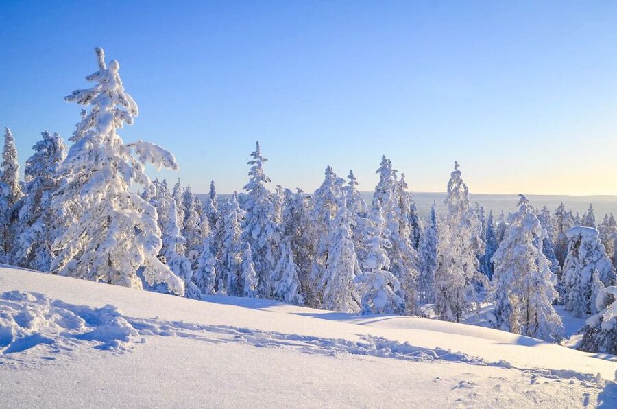 Rovaniemi: Wilderness Tour - Summer Fairytale Forest: Nature Lessons That Feel Personal