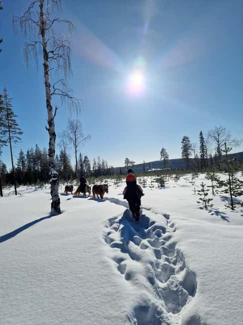 Rovaniemi: Winter Horseback Ride on Snowy Hills and Forests - Key points to know before you go