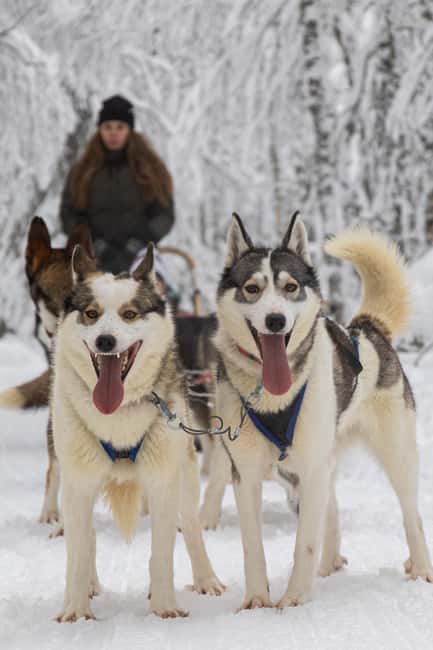 Ruka: 2,5km Family Husky Safari - After the Ride: Meeting Huskies, Puppies, and Young Sled Dogs