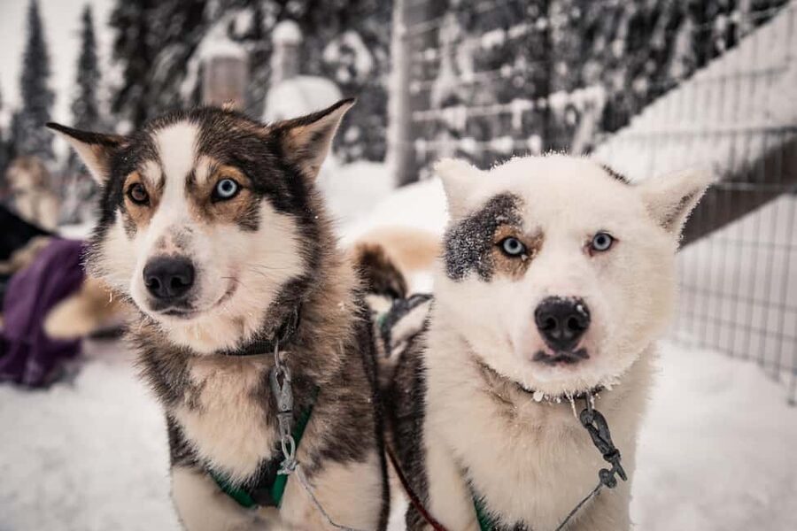 Ruka: 2,5km Family Husky Safari - What to Bring for Warm, Safe Winter Fun