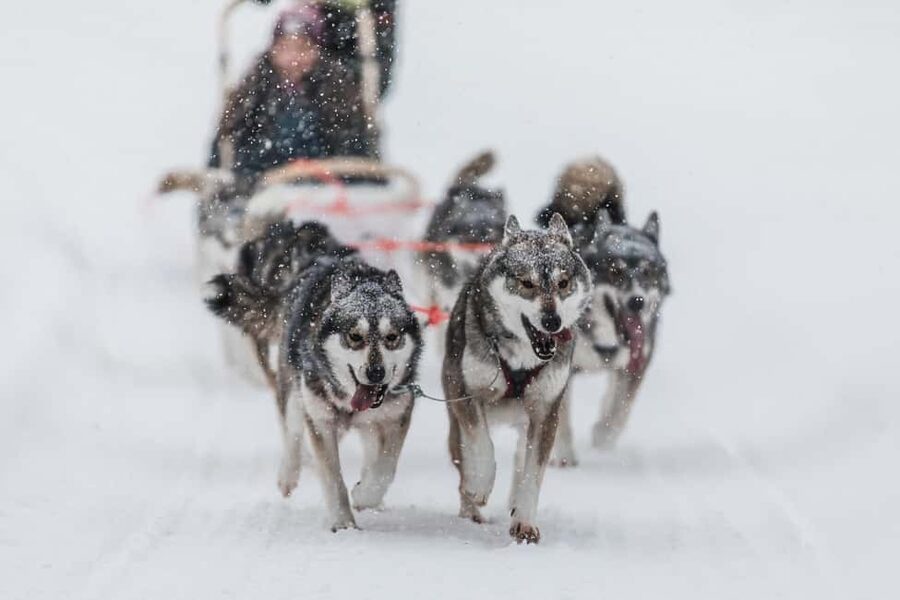 Ruka: 5km Husky Safari with Snacks and Campfire - Key things that make this safari special