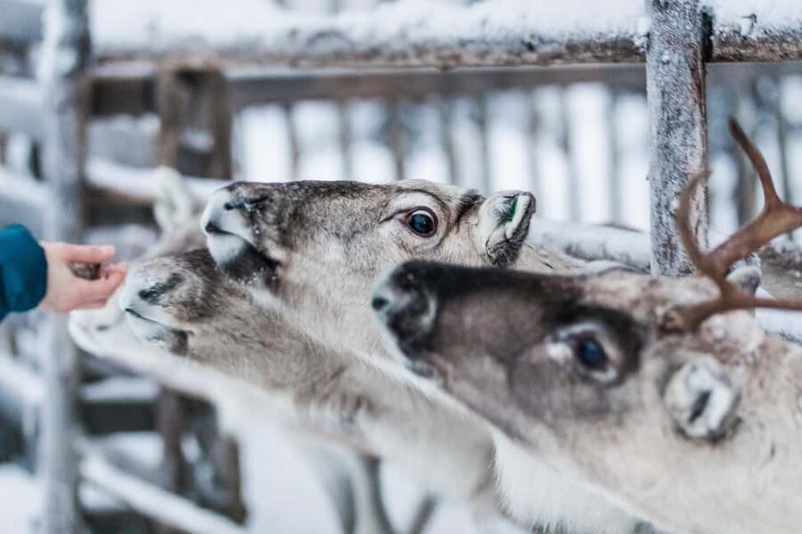 Ruka: Reindeer Ride and Husky Safari with Snacks - Key Points That Make This Winter Safari Special