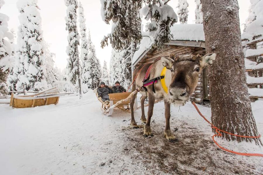 Ruka: Reindeer Ride with Feeding - Key Highlights You’ll Feel Fast