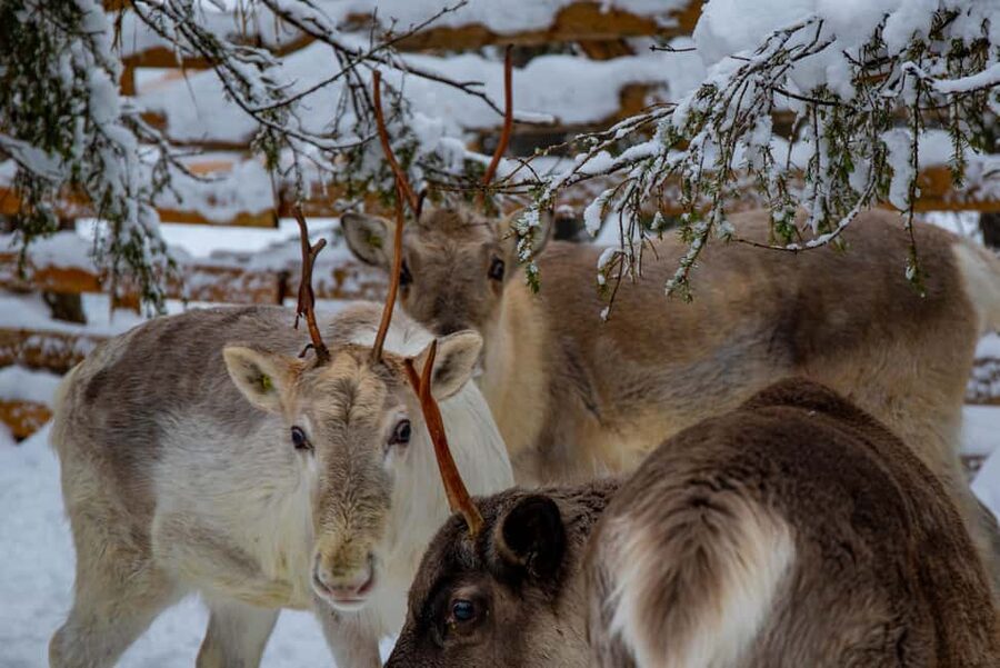 Ruka: Reindeer Ride with Snacks and Storytime - The sled ride through old woods: what you are actually doing