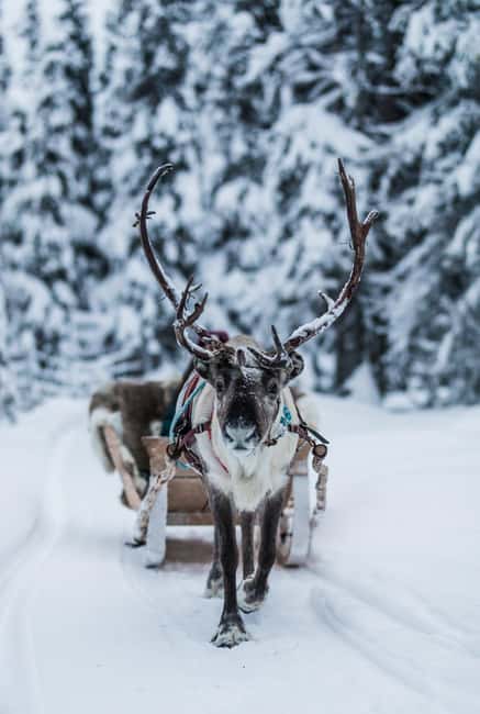 Ruka: Reindeer Ride with Snacks and Storytime - Meeting at Lammintupa Cafe, and getting ready for snow time