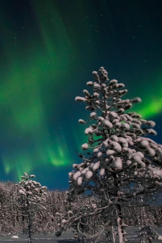 Saariselkä: Northern Lights Hunting Snowshoe Trip - Book it or skip it: my practical decision guide