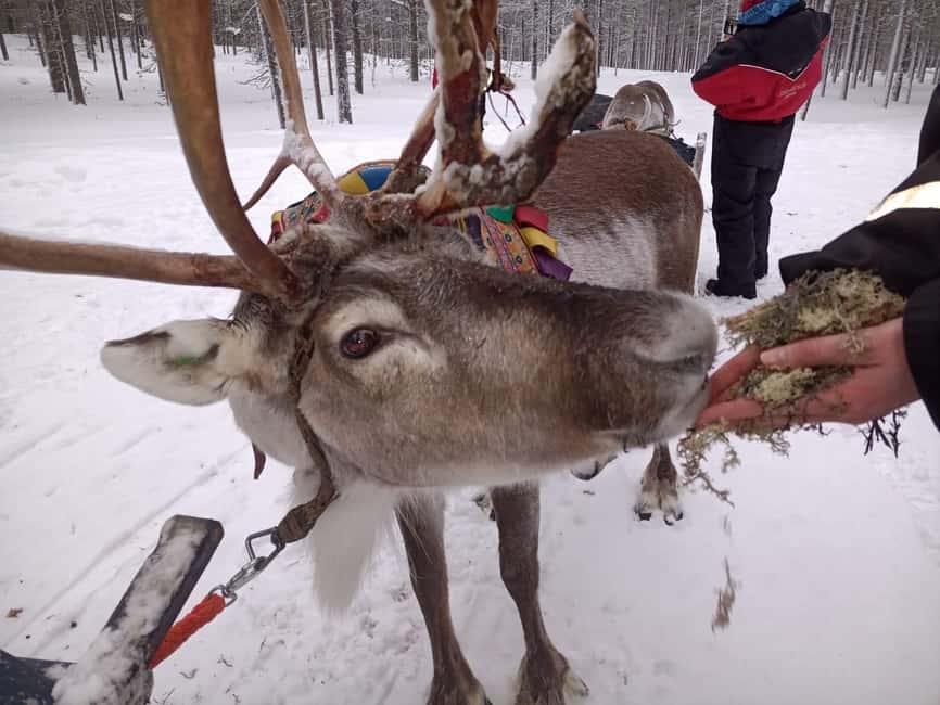 Saariselkä: Northern Lights & Reindeer Sledding Tour - Why a Reindeer-Led Night Ride Feels Different in Saariselkä