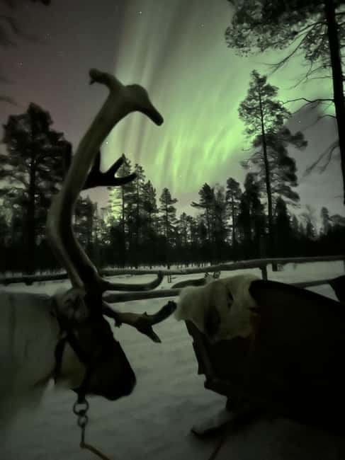 Saariselkä: Northern Lights & Reindeer Sledding Tour - Practical Packing Checklist for a Better Night