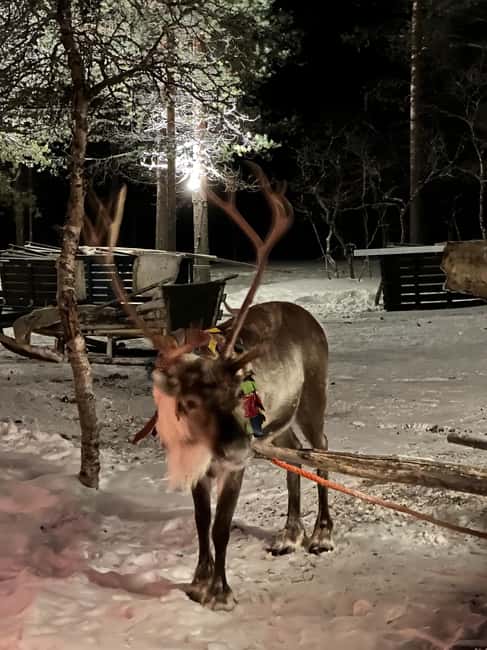 Saariselkä: Northern Lights & Reindeer Sledding Tour - Should You Book This Saariselkä Reindeer and Aurora Tour?